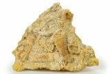 Fossil Gastropods In Limestone - Texas #286604-1